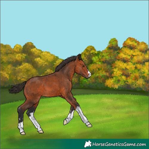 Horse Color:Unknown 