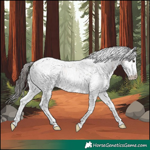 Horse Color:White Spotted Bay Rabicano