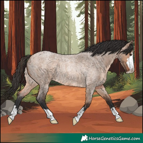 Horse Color:Bay Roan Dun Rabicano 