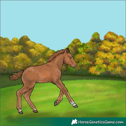 Horse Color:Unknown 