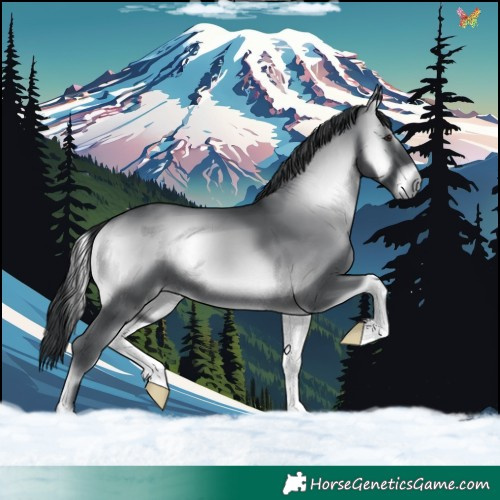 Horse Color:Blue Onyx Chinchilla 
