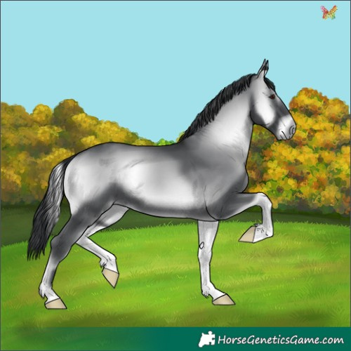 Horse Color:Blue Onyx Chinchilla 