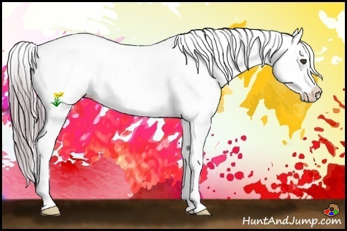 Horse Color:Watercolor Buckskin Roan Appaloosa 