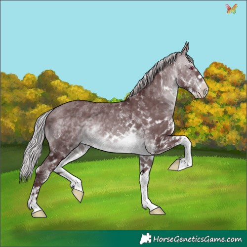 Horse Color:White Spotted Chocolate Silver Brown Chinchilla 