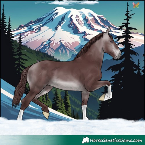Horse Color:Chocolate Bay Chinchilla 