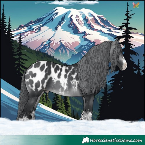 Horse Color:White Spotted Brown Chinchilla Appaloosa 