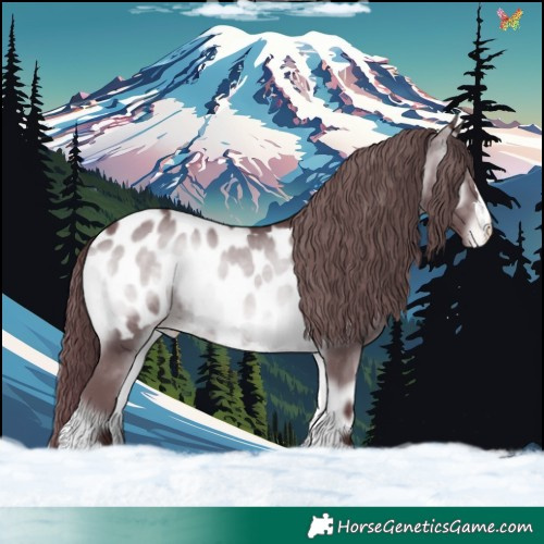 Horse Color:Chocolate Brown Chinchilla Onyx Appaloosa 