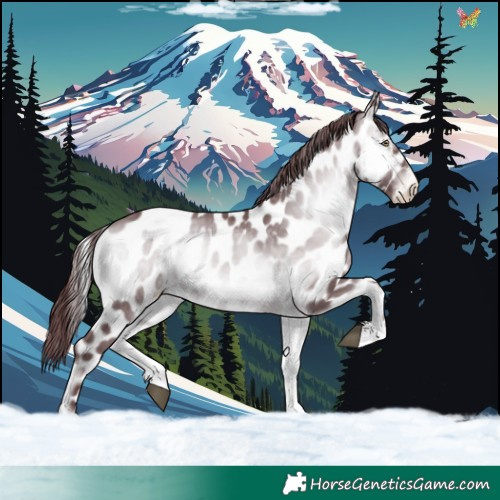 Horse Color:Chocolate Brown Chinchilla Onyx Appaloosa 
