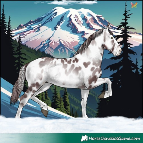 Horse Color:Chocolate Brown Chinchilla Onyx Appaloosa 
