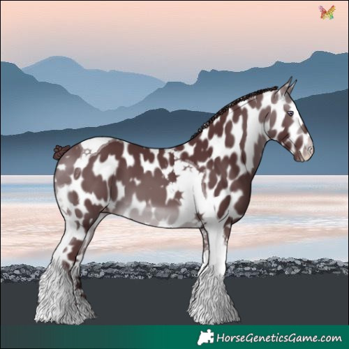 Horse Color:Chocolate Brown Chinchilla Tobiano Leopard 
