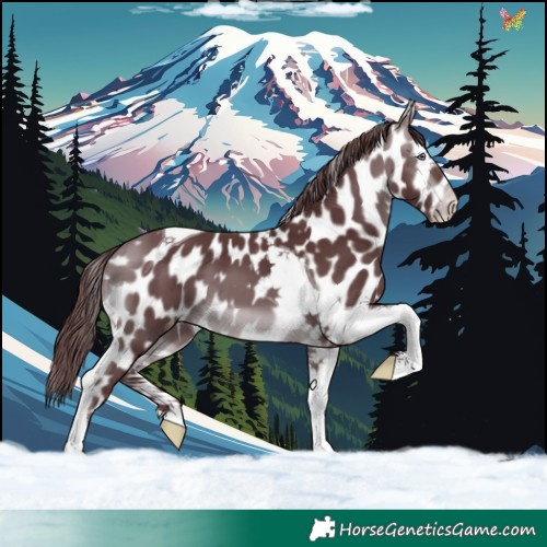 Horse Color:Chocolate Brown Chinchilla Tobiano Appaloosa 