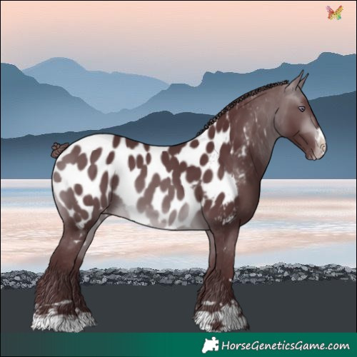 Horse Color:Chocolate Brown Chinchilla Blanket 