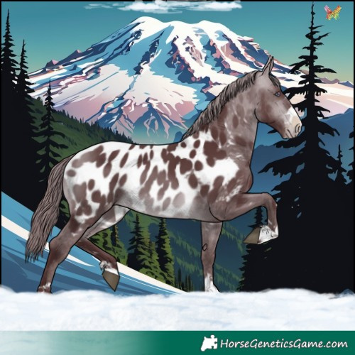 Horse Color:Chocolate Brown Chinchilla Appaloosa 