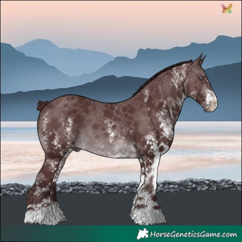 Horse Color:White Spotted Chocolate Brown Chinchilla 