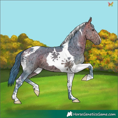 Horse Color:Watercolor Buckskin Ice Tobiano 