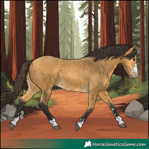 Horse Color:Buckskin Rabicano