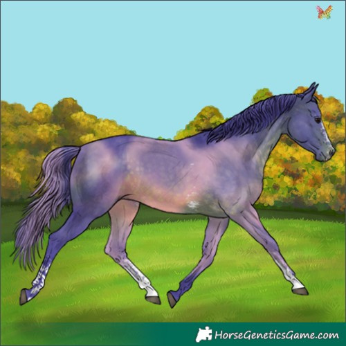 Horse Color:Watercolor Brown Sabino