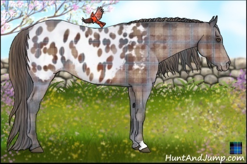 Horse Color:Plaid Bay Appaloosa