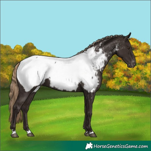 Horse Color:Liver Chestnut Appaloosa 