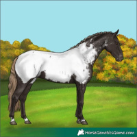 Horse Color:Liver Chestnut Appaloosa 