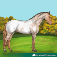 Horse Color:Red Roan Appaloosa 