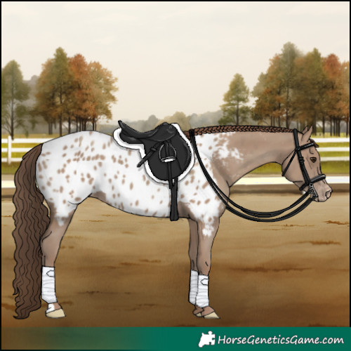 Horse Color:Classic Champagne Near Leopard