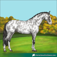 Horse Color:White Spotted Grullo Roan Splash Appaloosa