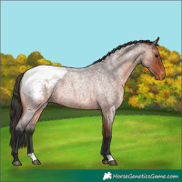 Horse Color:Bay Roan Snowcap