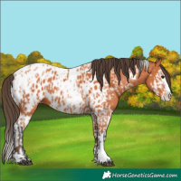 Horse Color:Bay Splash Tobiano Appaloosa and Bay Splash Tobiano Appaloosa