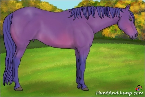 Horse Color:Watercolor Bay 