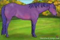 Horse Color:Watercolor Bay 