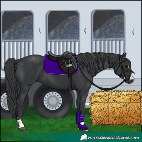 Horse Color:Black 