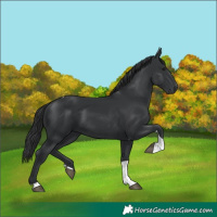 Horse Color:Black Tobiano