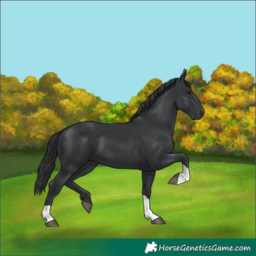 Horse Color:Black Tobiano 