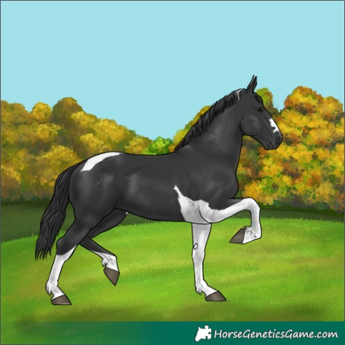 Horse Color:Black Tobiano 