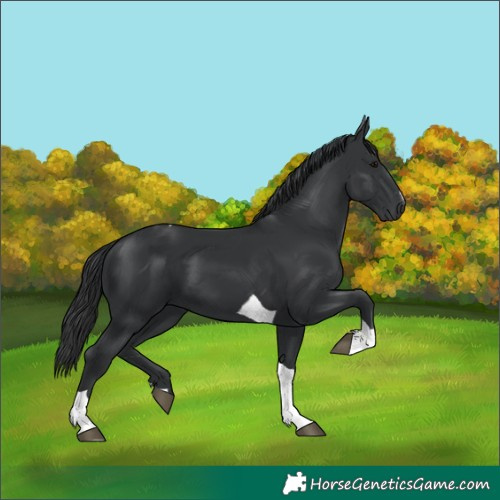 Horse Color:Black Tobiano 