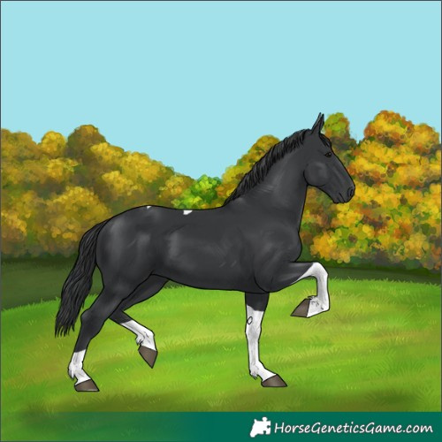 Horse Color:Black Tobiano 