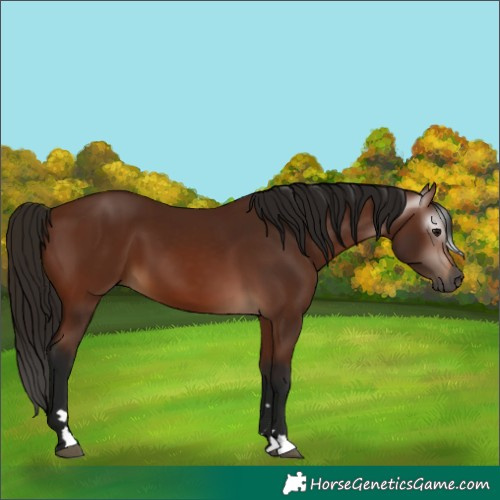 Horse Color:Gray Bay