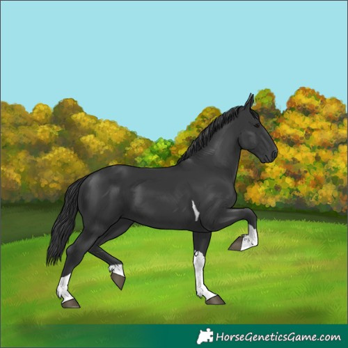 Horse Color:Black Tobiano 