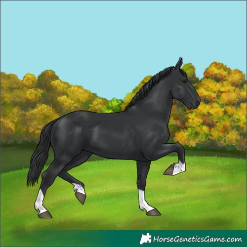 Horse Color:Black Tobiano