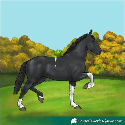 Horse Color:Black Tobiano 