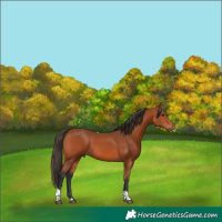 Horse Color:Bay Tobiano 