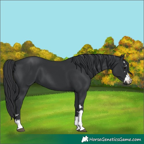 Horse Color:Black 