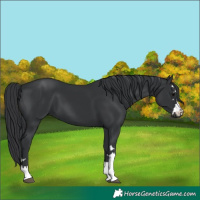 Horse Color:Black 