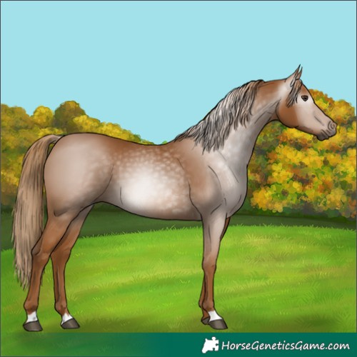 Horse Color:Gray Chestnut