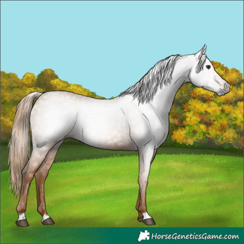 Horse Color:Gray Chestnut 