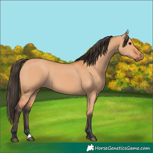 Horse Color:Bay Dun 