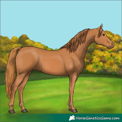 Horse Color:Chestnut 
