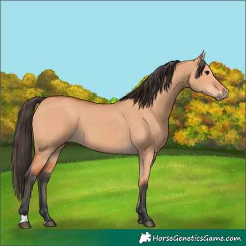 Horse Color:Bay Dun 