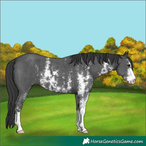 Horse Color:Black Sabino 